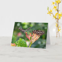 Zebra Longwing Butterflies, FL-kort