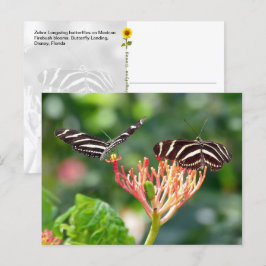 Zebra Longwing Butterflies, FL - vykort