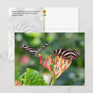 Zebra Longwing Butterflies, FL - vykort