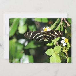 Zebra Longwing Butterfly Anteckningskort