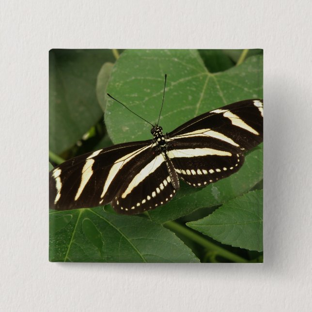 Zebra Longwing Butterfly Butterfly Button Knapp (Framsida)