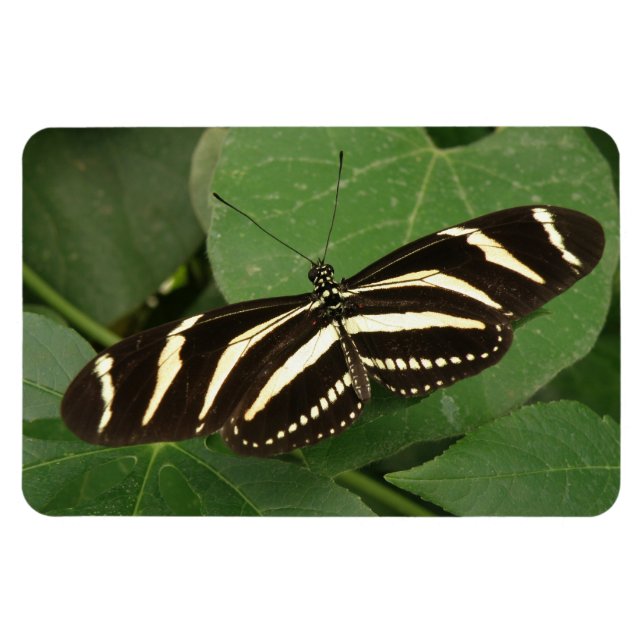 Zebra Longwing Butterfly Flexi Magnet (Horisontell)