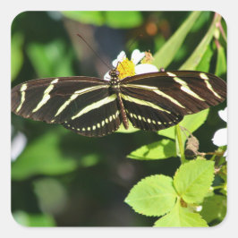 Zebra Longwing Butterfly Fyrkantigt Klistermärke