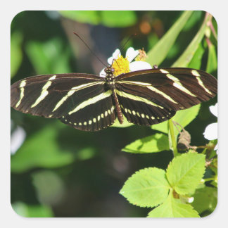 Zebra Longwing Butterfly Fyrkantigt Klistermärke