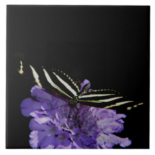 Zebra Longwing Butterfly Kakelplatta