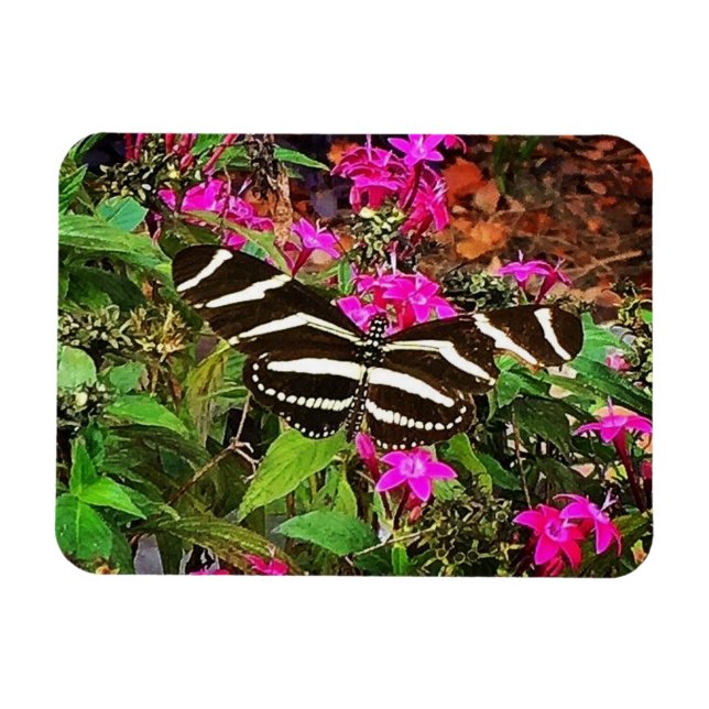 Zebra Longwing Butterfly Magnet (Horisontell)