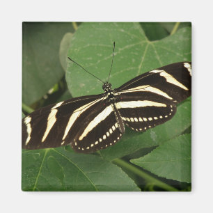Zebra Longwing Butterfly Magnet