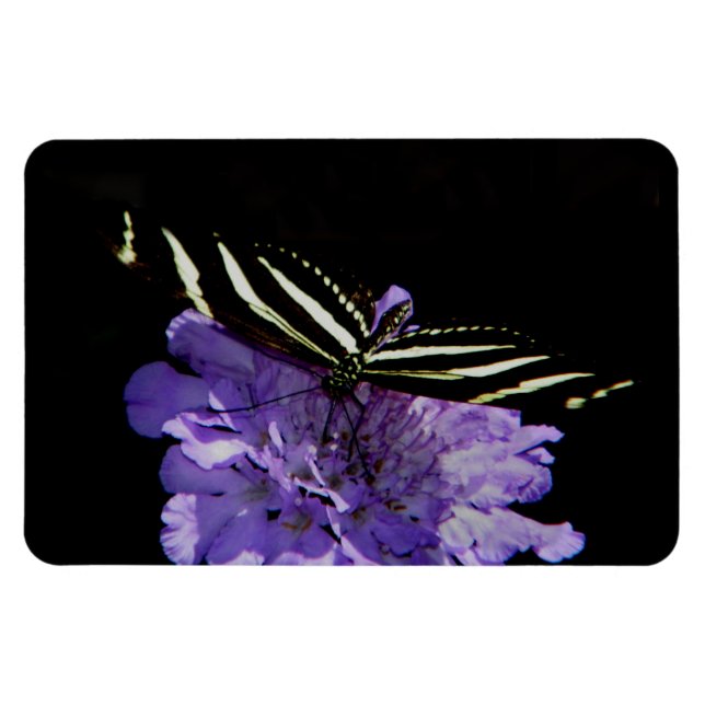 Zebra Longwing Butterfly Magnet (Horisontell)