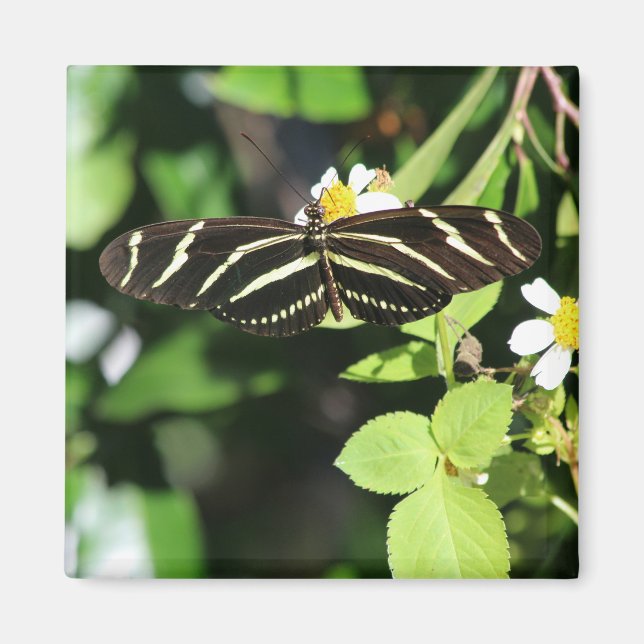 Zebra Longwing Butterfly Magnet (Framsidan)