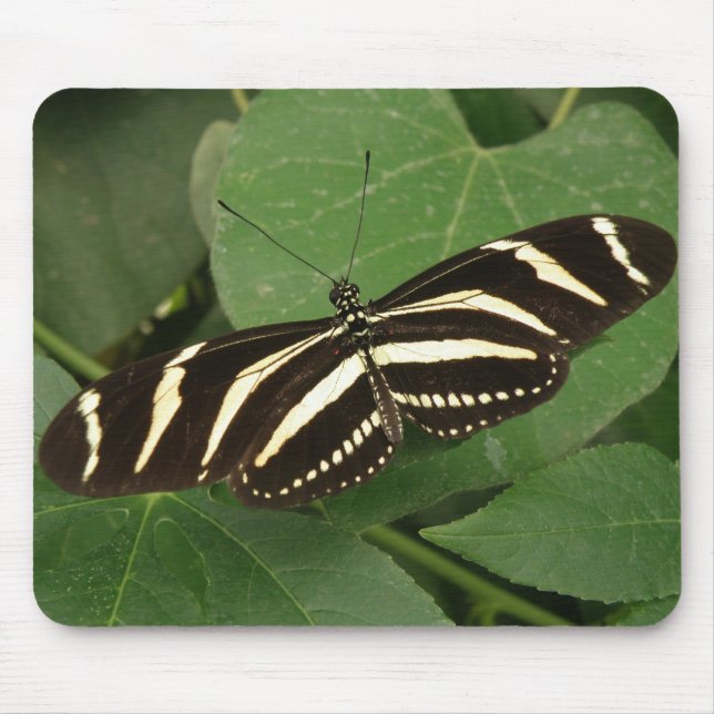 Zebra Longwing Butterfly Mousepad Musmatta (Framsidan)
