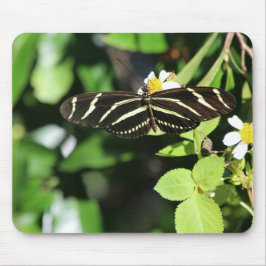Zebra Longwing Butterfly Musmatta