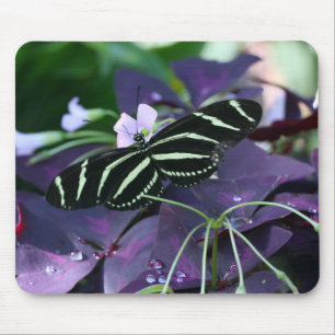 Zebra Longwing Butterfly Musmatta