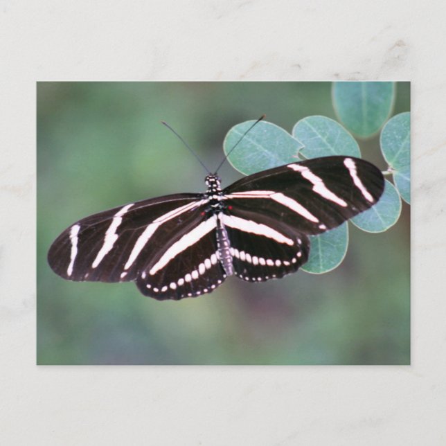 Zebra Longwing Butterfly Photo Postcard Vykort (Framsida)
