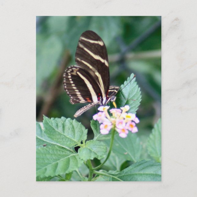 Zebra Longwing Butterfly Photo Postcard Vykort (Framsida)