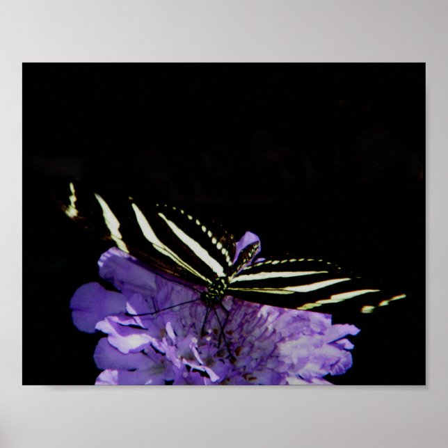 Zebra Longwing Butterfly Poster (Framsidan)