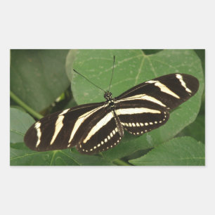 Zebra Longwing Butterfly Stickers Rektangulärt Klistermärke