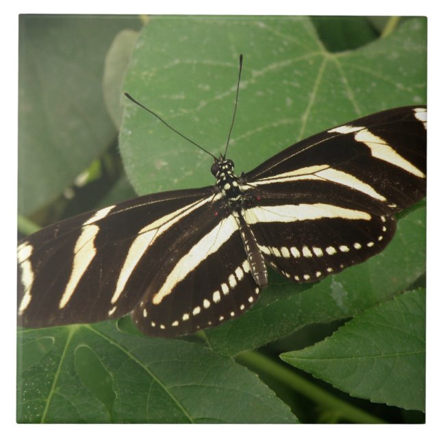 Zebra Longwing Butterfly Tile Kakelplatta (Framsidan)