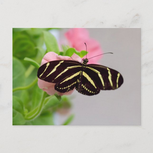 Zebra Longwing Butterfly Vykort (Framsida)