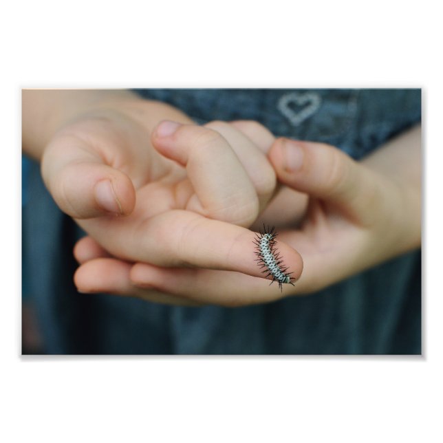 Zebra Longwing Caterpelare Fototryck (Framsidan)