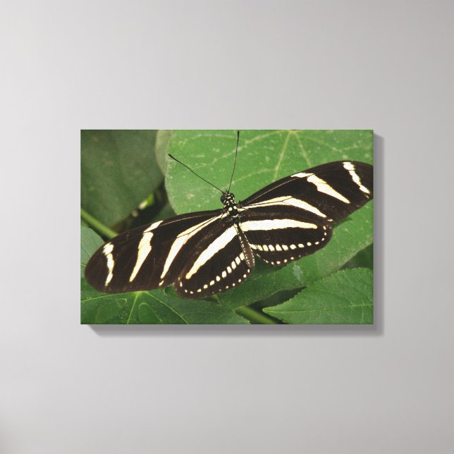 Zebra Longwing Fjäril Canvastryck (Framsida)