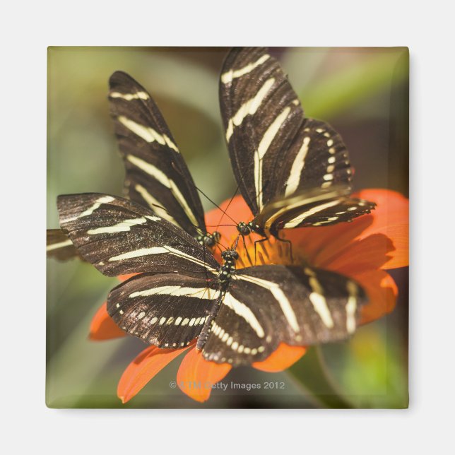 Zebra Longwing (heliconius charitonia) på blomman Magnet (Framsidan)