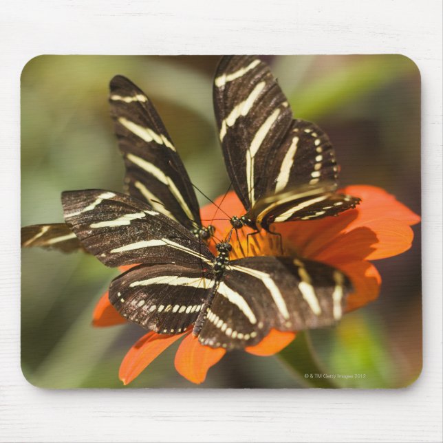 Zebra Longwing (heliconius charitonia) på blomman Musmatta (Framsidan)