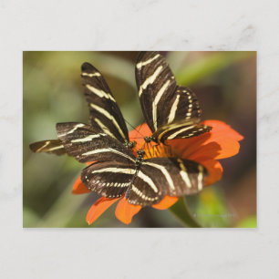 Zebra Longwing (heliconius charitonia) på blomman Vykort