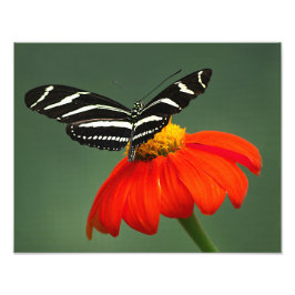 Zebra Longwing Photo Print Fototryck