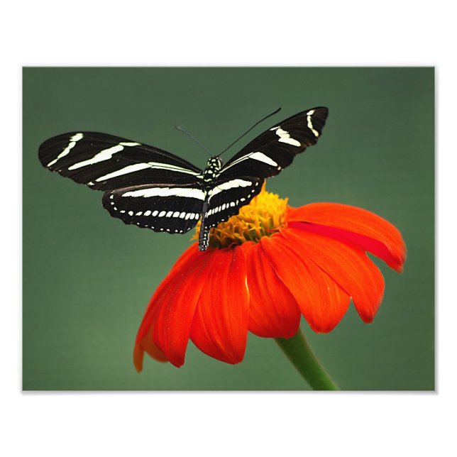 Zebra Longwing Photo Print Fototryck (Framsidan)