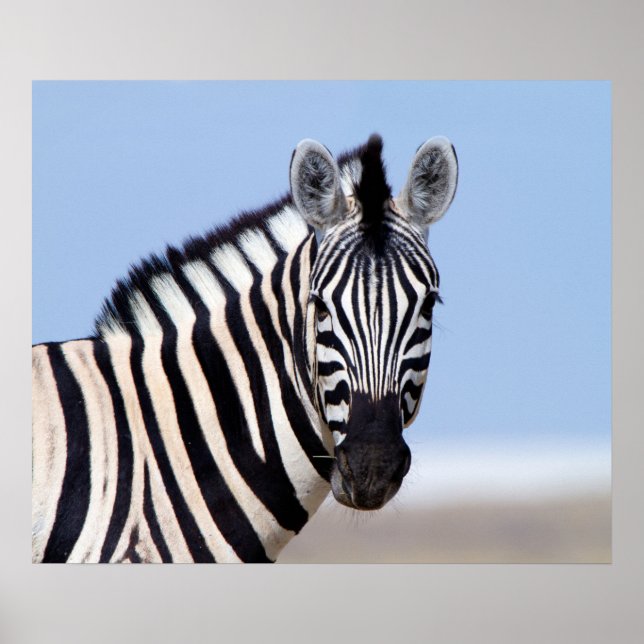 Zebra looking at you with blue sky photo poster (Framsidan)