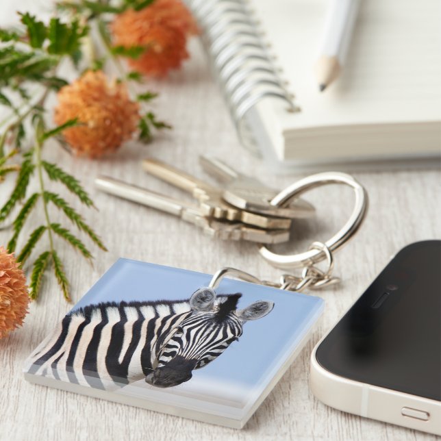 Zebra looking at you with blue sky photo text (Högra Framsidan)