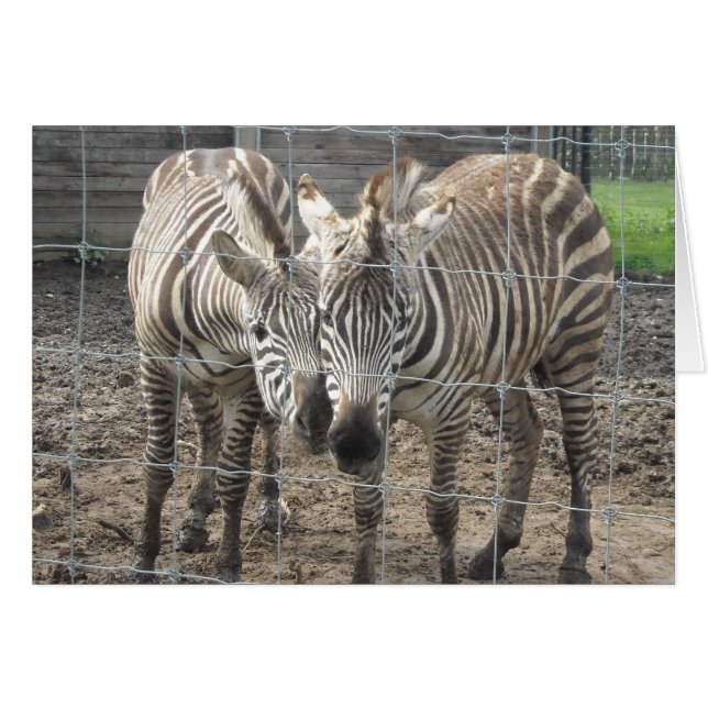 Zebra Love - tom Hälsningskort (Framsidan Horizontal)