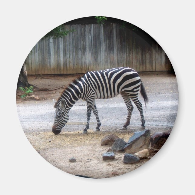 Zebra Magnet (Framsidan)