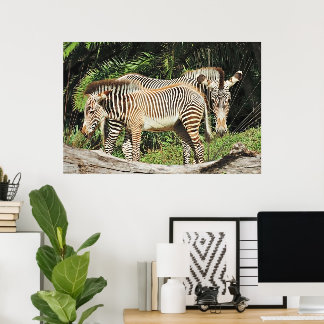 Zebra mamma & fölunge 36 x 24 Fotoaffisch Poster