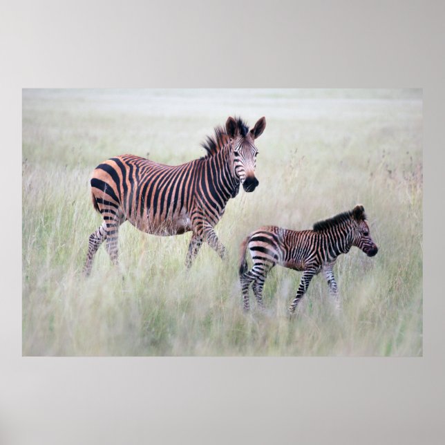 Zebra mamma och baby poster (Framsidan)
