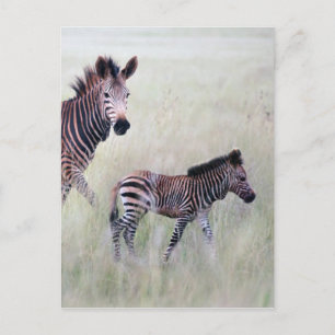 Zebra mamma och baby vykort