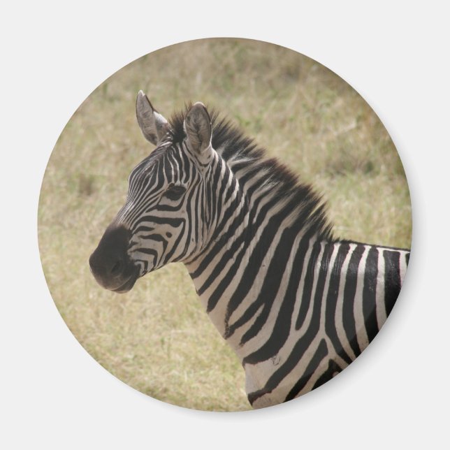 zebra mane magnet (Framsidan)