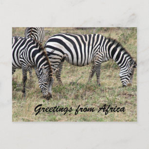 zebra matande vykort