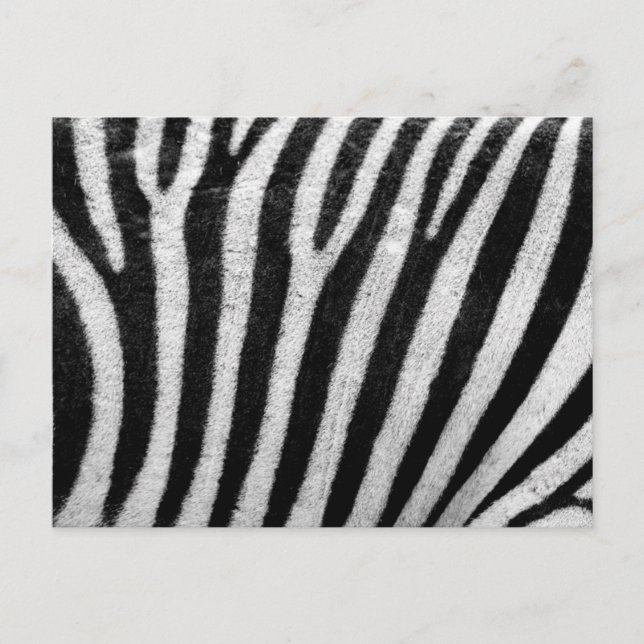 zebra mönstrad vykort (Framsida)