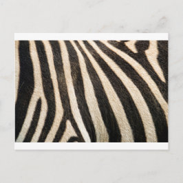 Zebra mönstrad vykort