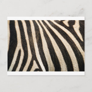 Zebra mönstrad vykort