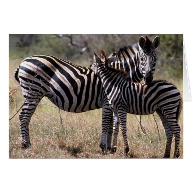 Zebra Mor och Foal Hälsningskort (Framsidan Horizontal)