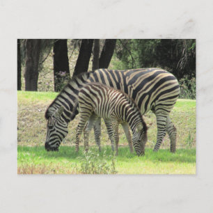 zebra morsa och unga vykort