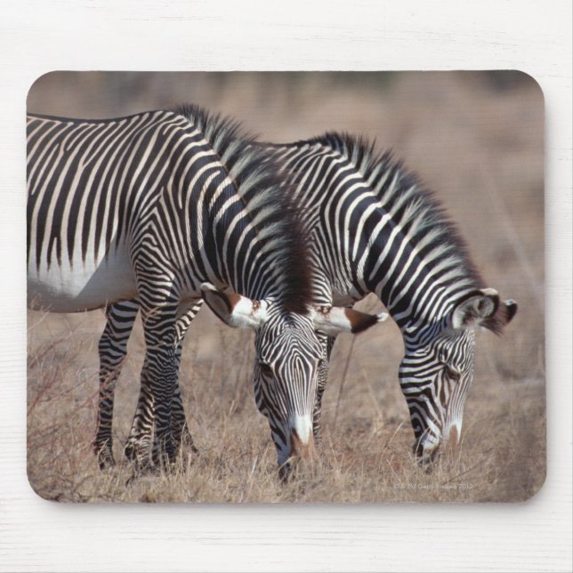 Zebra Musmatta (Framsidan)