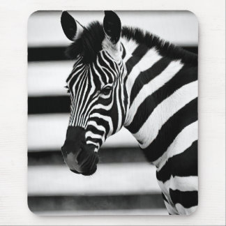 Zebra Musmatta