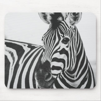 Zebra Musmatta