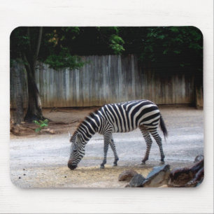 Zebra Musmatta