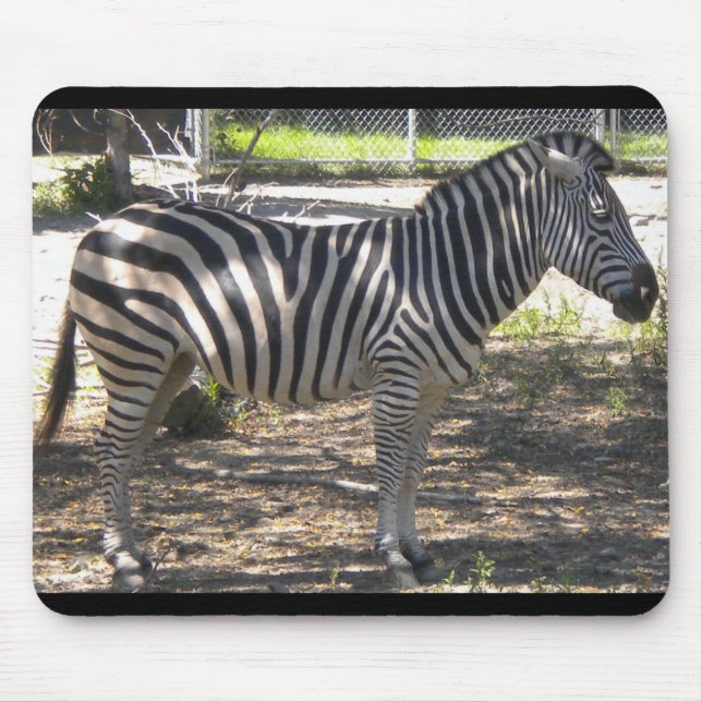 Zebra Musmatta (Framsidan)