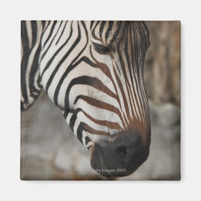 Zebra, nära magnet (Framsidan)