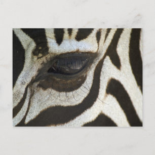 Zebra, nära Öga Vykort